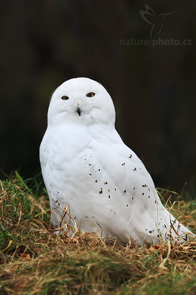 Sovice sněžní (Nyctea scandiaca), Sovice sněžná (Nyctea scandiaca) = sovice sněžní, Snowy Owl, Autor: Ondřej Prosický | NaturePhoto.cz, Model: Canon EOS-1D Mark III, Objektiv: Canon EF 200mm f/2.8 L USM, Ohnisková vzdálenost (EQ35mm): 260 mm, stativ Gitzo 1227 LVL, Clona: 4.5, Doba expozice: 1/320 s, ISO: 400, Kompenzace expozice: +1/3, Blesk: Ano, Vytvořeno: 20. ledna 2008 14:12:18, ZOO Praha - Troja (Česko)